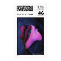 Pink Calla Lilies postage