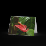 Pink Calla Lily Card