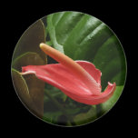 Pink Calla Lily Magnet