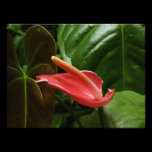 Pink Calla Lily Photo Print