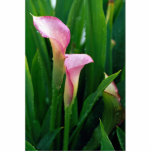 Pink calla lily cut out
