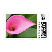 Pink calla lily postage by aslentz Pink calla lily postage