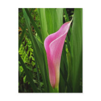Pink Calla Lily Postcard