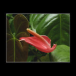 Pink Calla Lily Postcard