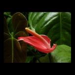 Pink Calla Lily Print