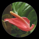 Pink Calla Lily Sticker