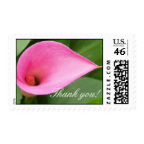 Pink calla lily - Thank you! postage by aslentz Pink calla lily - Thank you! postage