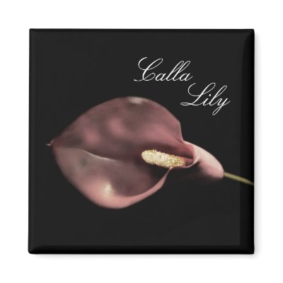Pink Calla - magnet by kklawiter