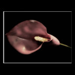 Pink Calla - Postcard postcards