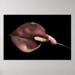 Pink Calla Posters