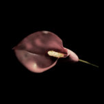 Pink Calla posters