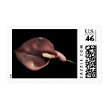 Pink Calla - Stamp
