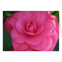 Pink Camelia Cards