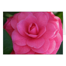 Pink Camelia Cards