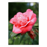 Pink Camelia Flower Greeting Card,Note Card