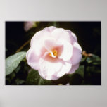 Pink Camelia Japonica 'Fleur De Pecher' (Japanese Poster