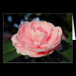 Pink Camellia cards