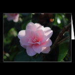 Pink Camellia cards