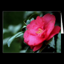 Pink Camellia cards