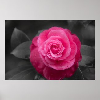 Pink Camellia Flower Poster