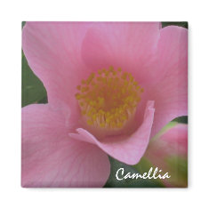 Pink Camellia Magnet magnet