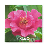 Pink Camellia Magnet magnet