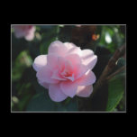 Pink Camellia postcards