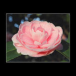 Pink Camellia postcards