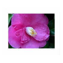Pink Camellia posters