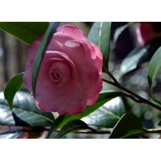 Pink Camellia Print print