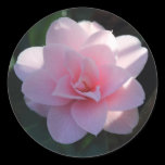 Pink Camellia stickers