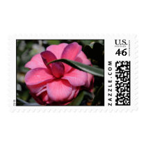 Pink Camillia postage