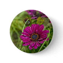 Pink Cape Daisy Flower button pin buttons