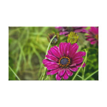 Pink Cape Daisy Flower canvas print canvas prints