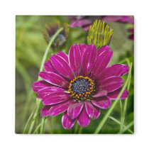 Pink Cape Daisy Flower fridge magnet magnets