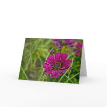 Pink Cape Daisy Flower greetings card
