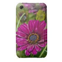 Pink Cape Daisy Flower iPhone 3g case-mate case casemate cases