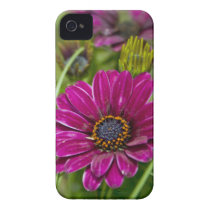 Pink Cape Daisy Flower iPhone 4 4s case-mate case casemate cases