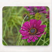 Pink Cape Daisy Flower mousemat mousepads