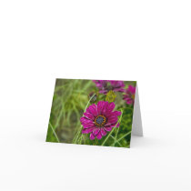 Pink Cape Daisy Flower note card