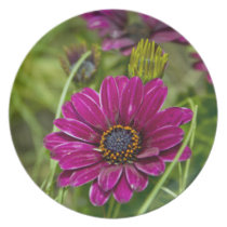 Pink Cape Daisy Flower plate plates