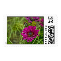 Pink Cape Daisy Flower postage stamps stamps