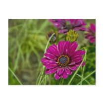 Pink Cape Daisy Flower postcard postcards