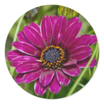 Pink Cape Daisy Flower round sticker stickers
