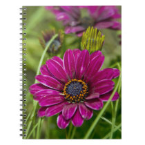 Pink Cape Daisy Flower spiral notebook notebooks