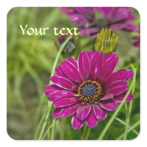 Pink Cape Daisy Flower square sticker stickers