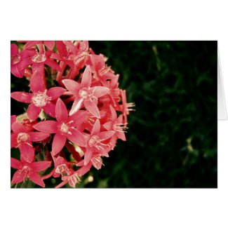 Pink card