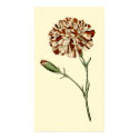 Pink Carnation posters by BodyEnglish Pink Carnation posters