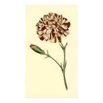 Pink Carnation posters