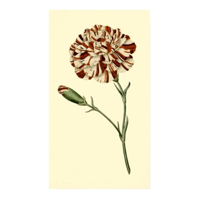 Pink Carnation Poster by BodyEnglish